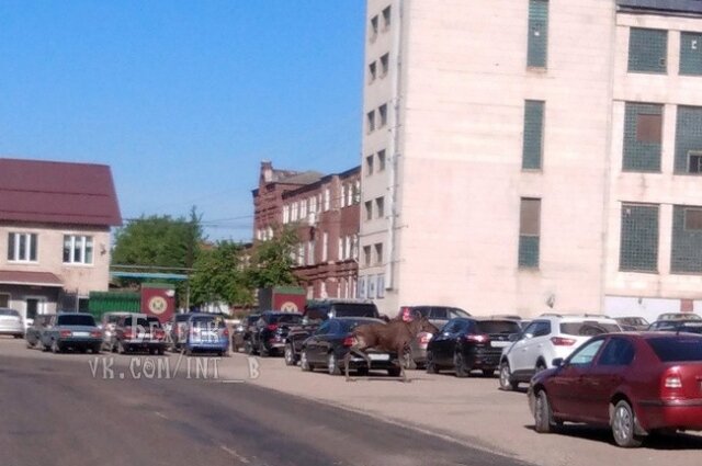    Фото: Из архива/ Бежецк, vk.com/int_b