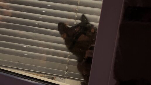 Сафин Артур | Развеселил чей-то кот пока ждали такси 😁 #кот #животные # ...