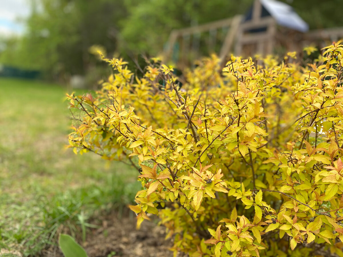 Спирея Голдфлейм