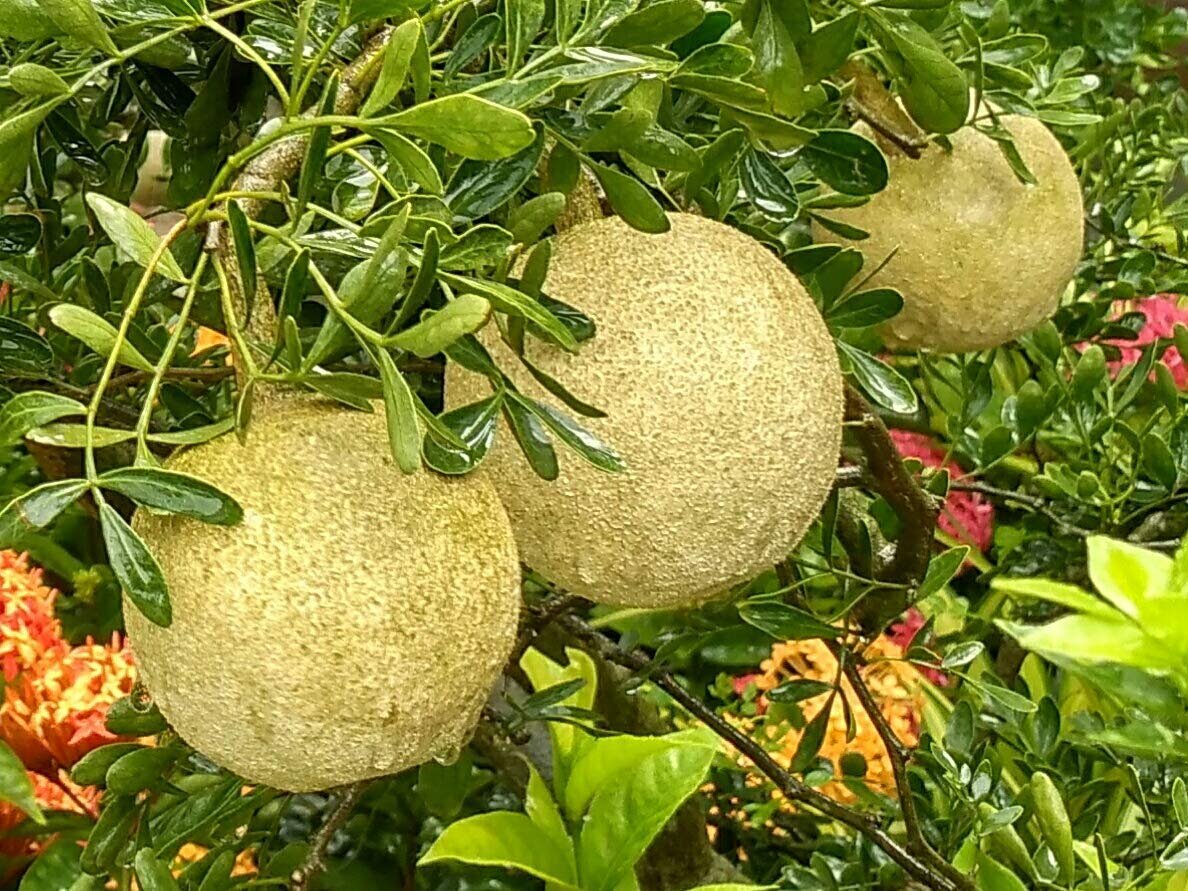 Фруктовый топиарий | topiary fruit