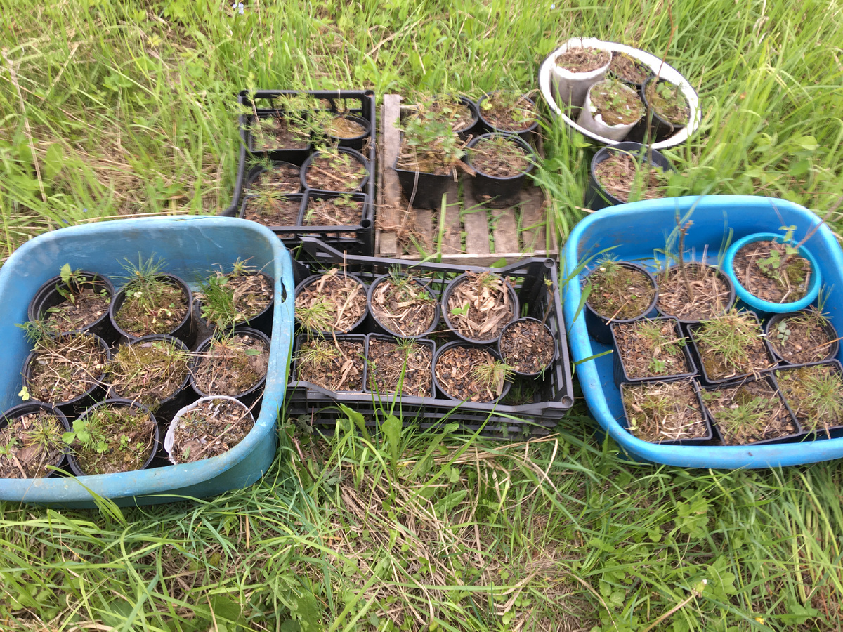 Последние 33 кедра, манчжурский орех, 3 лиственницы, вяз карагач….