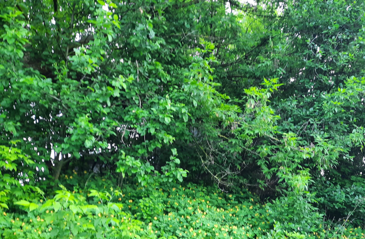 В зарослях дом