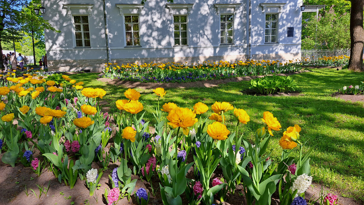 Сегодня сезон цветения тюльпанов на Елагином острове – это одно из самых ожидаемых весенних событий в Санкт-Петербурге. Традиционно он проходит  в 20-х числах мая.-2