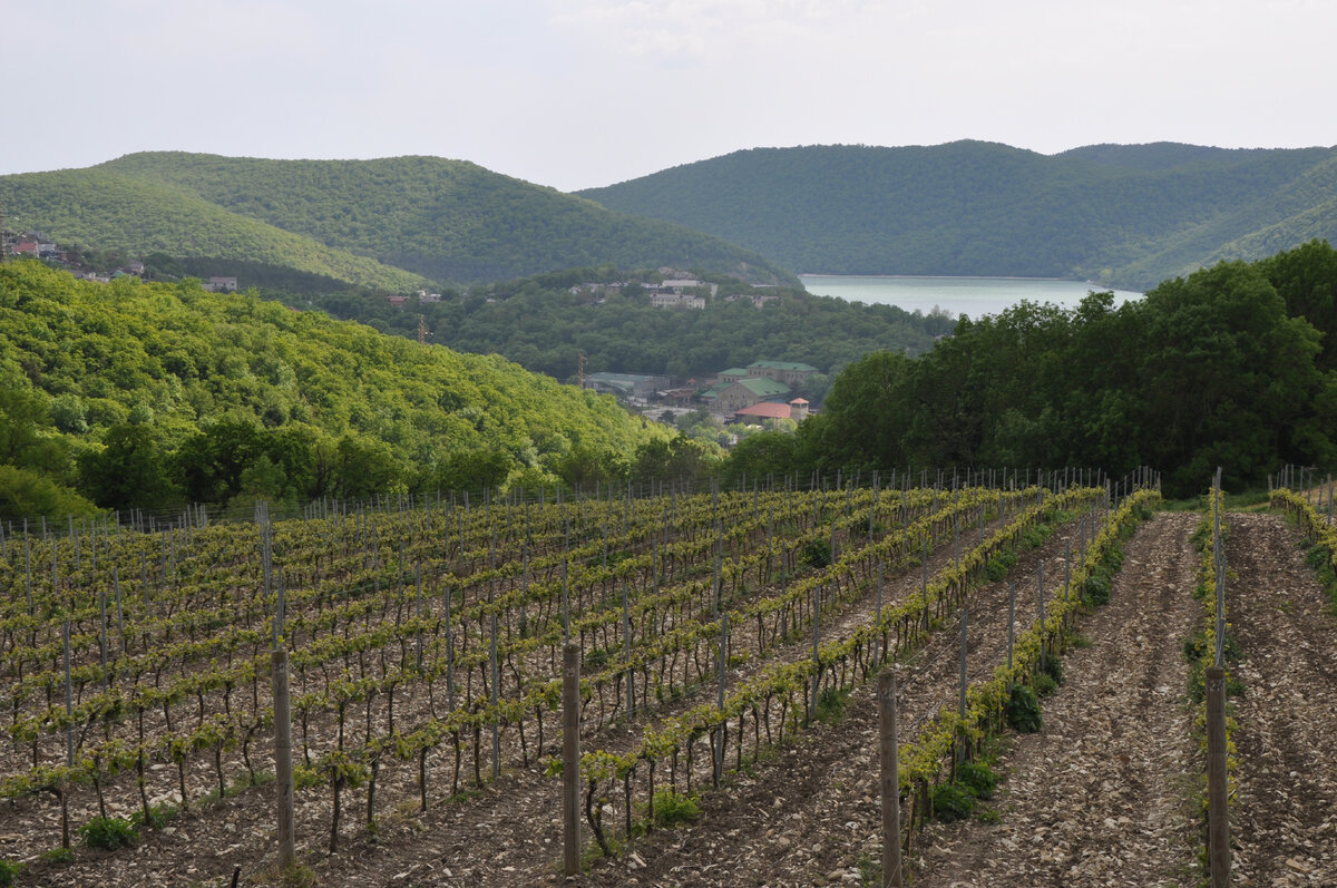 Вид с маршрута трекинговой прогулки по берегам и виноградникам Абрау-Дюрсо