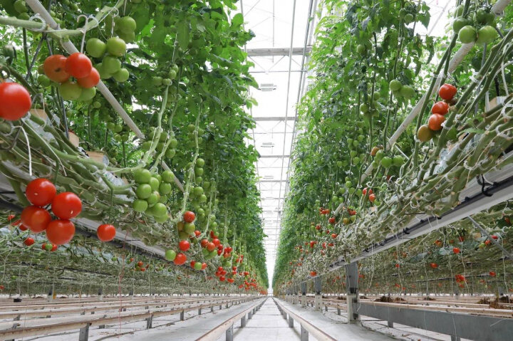 Корпорация развития Дальнего Востока