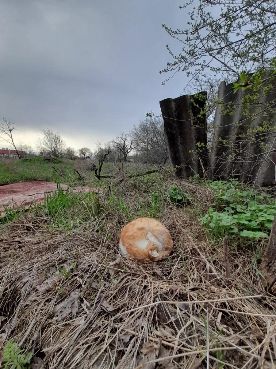 Вот она - красотка, спит в нашем дворе.
