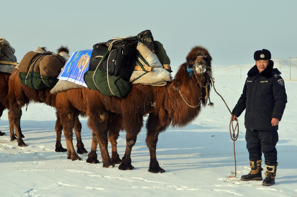 Например, в Монголии пограничники патрулируют территории верхом на лошадях и верблюдах. 