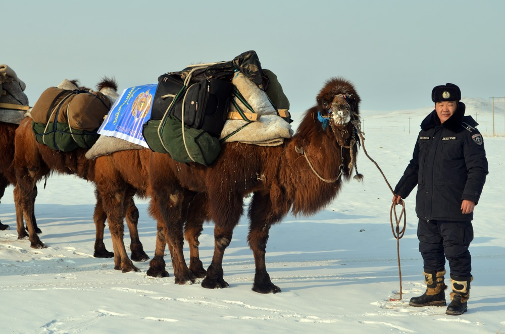 Верблюд в тундре