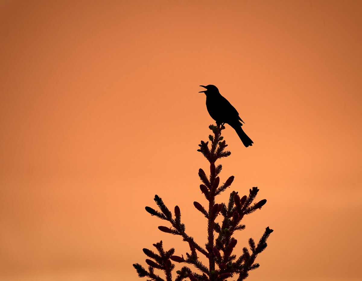 Фото с бесплатного фотоистока https://unsplash.com, автор Vidar Nordli-Mathisen