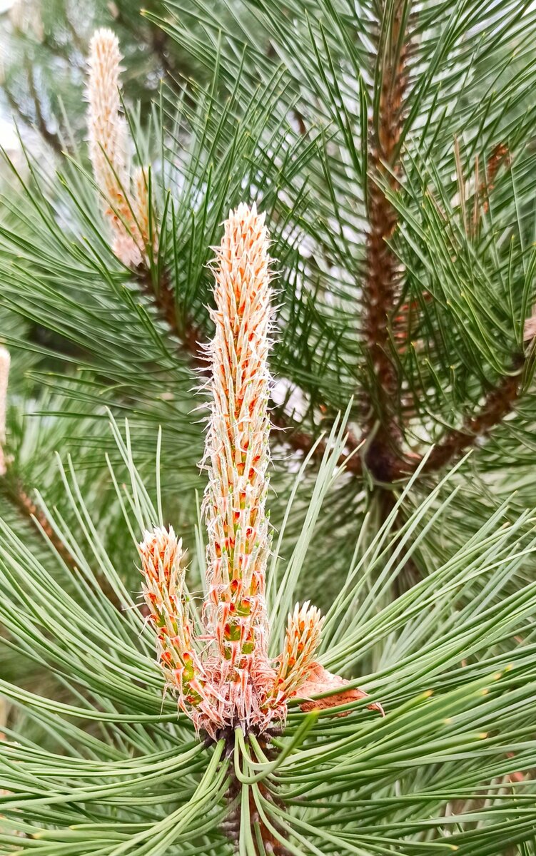 2. Побеги сосны. Кстати, именно из них варят варенье-полезное и лечебное дезинфицирующее, регенерирующее и противовосполительное средство (фото автора)