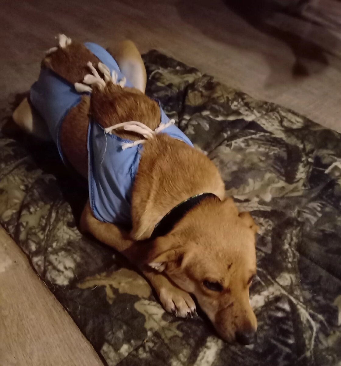 Такой собака приехала к нам. На морде хорошо видны несколько небольших шрамов. Большие - на теле. 