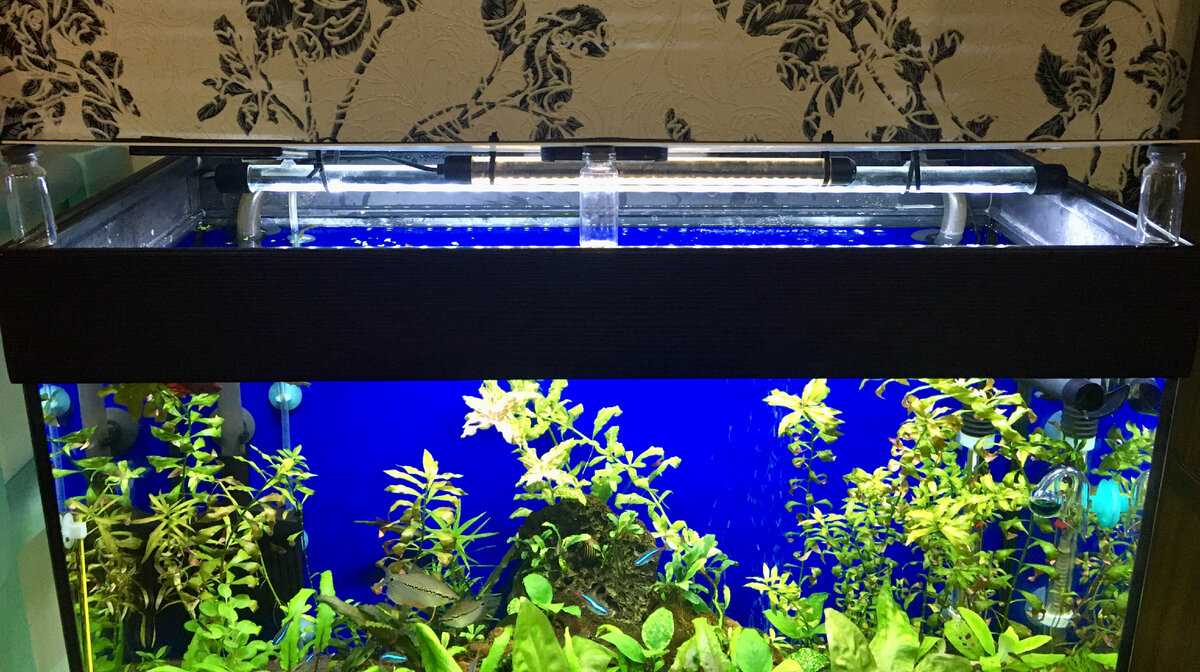 Подбор совместимых видов рыб