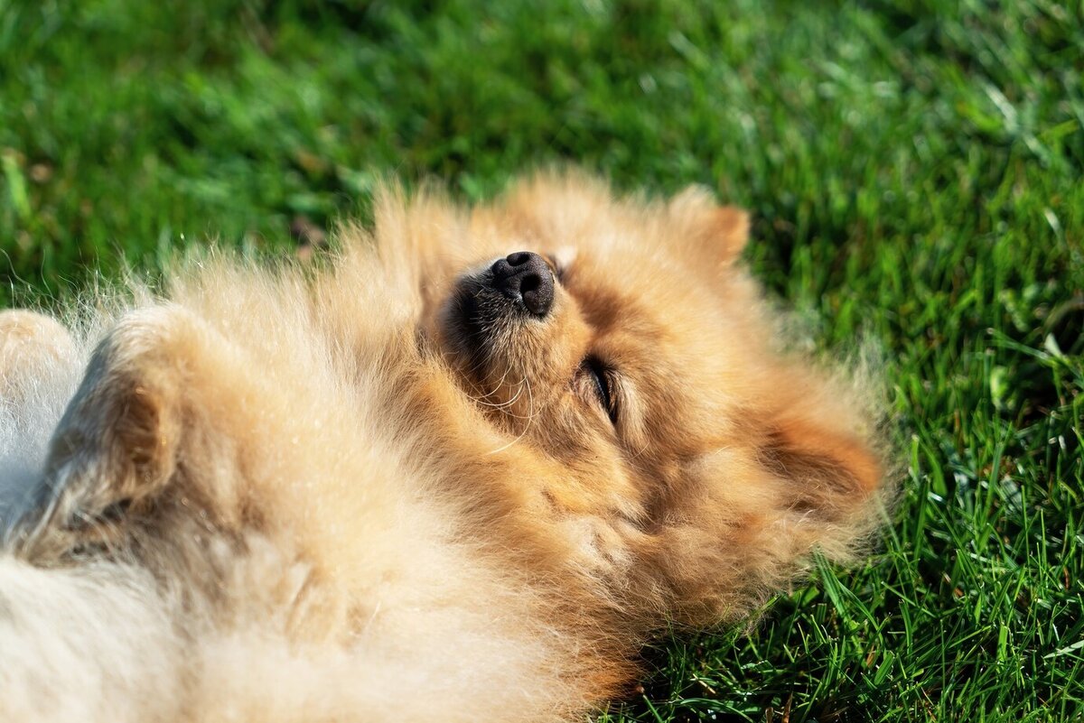 https://ru.freepik.com/free-photo/pomeranian-with-yellow-fur-lying-on-the-grass-on-it-s-back_11175459.htm#query=%D1%88%D0%BF%D0%B8%D1%86&position=25&from_view=search&track=sph