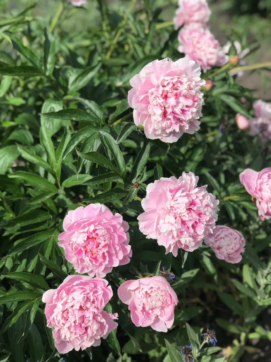 Все фото Автора канала. Цветущие пионы.