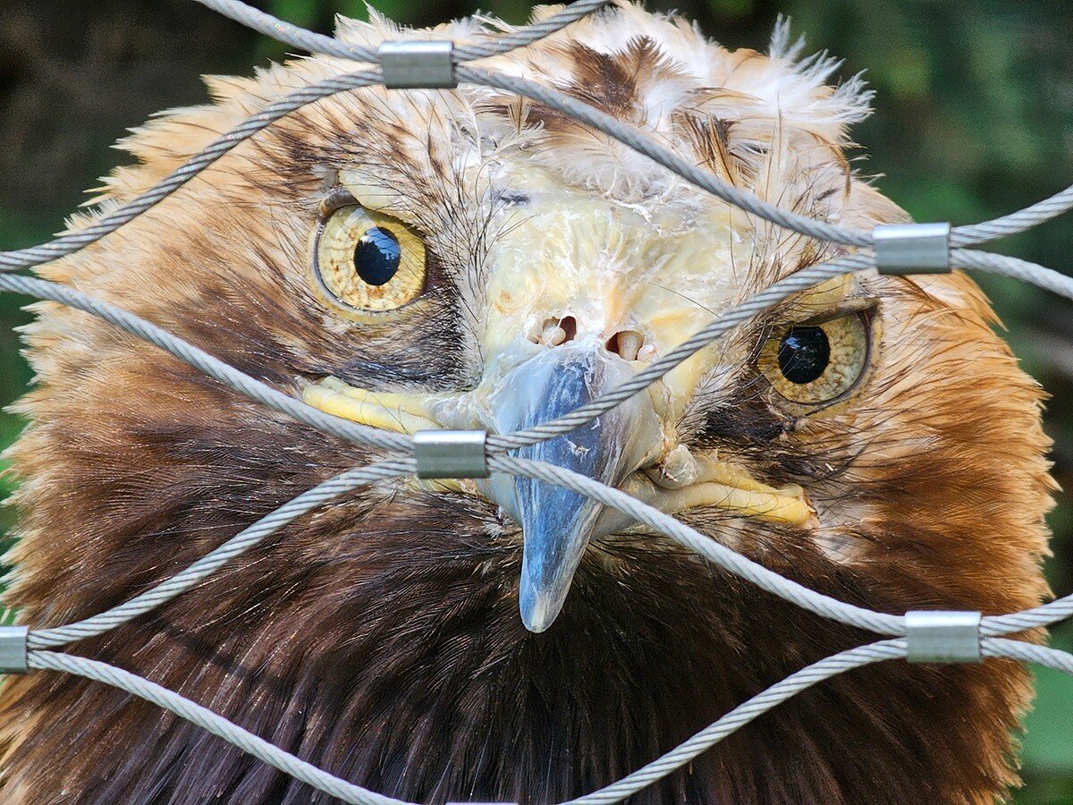    Капибара, орёл и слон: как зум Samsung Galaxy S23 Ultra пригодился в Московском зоопарке