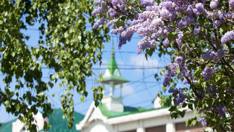     Майская фотоподборка. altapress.ru