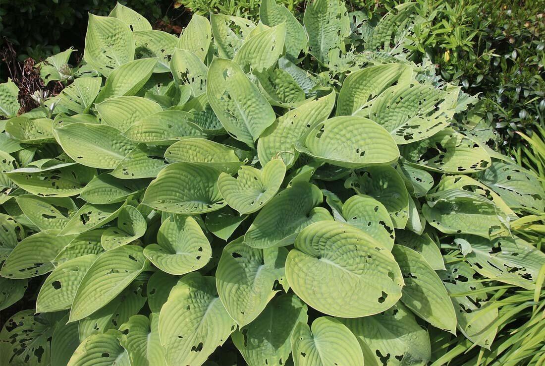 Листья хосты часто повреждают слизни. Фото: pixabay.com