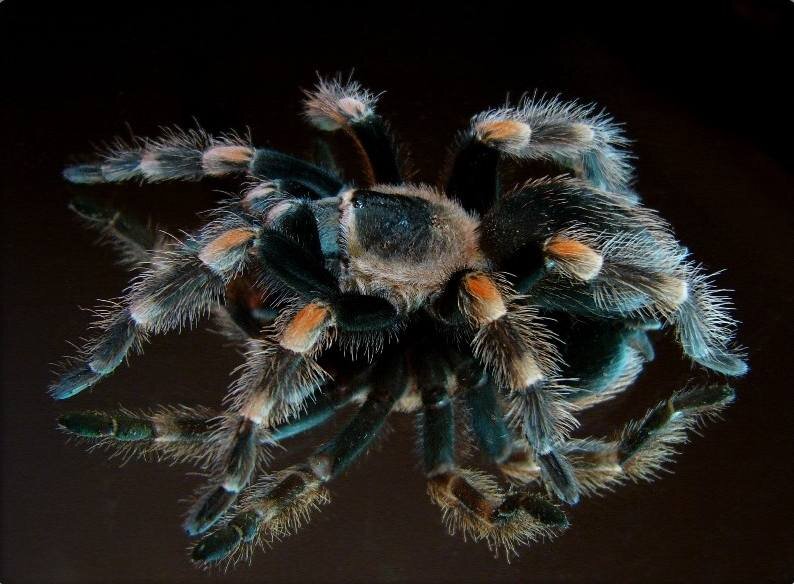 Брахипельму Смита, Brachypelma smithi можно отличить по красным отметинам на лапах. Этот паук, обитающий в Мексике, может достигать в размахе лап 17 см. Он неагрессивен и с ним легко обращаться, поэтому он так популярен в террариофилии. Фото: pater, wikimedia. commons