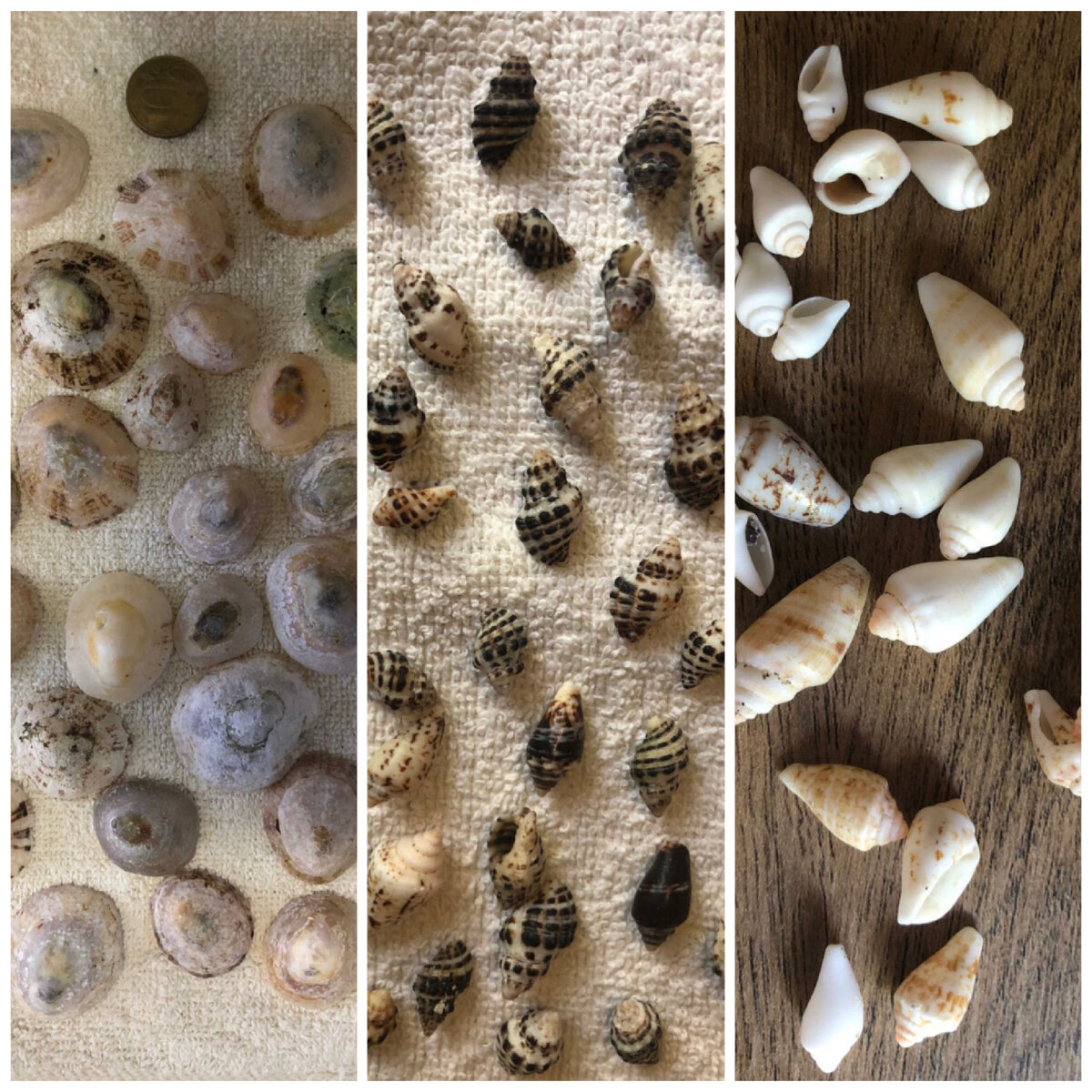 Ракушки собранные на море.