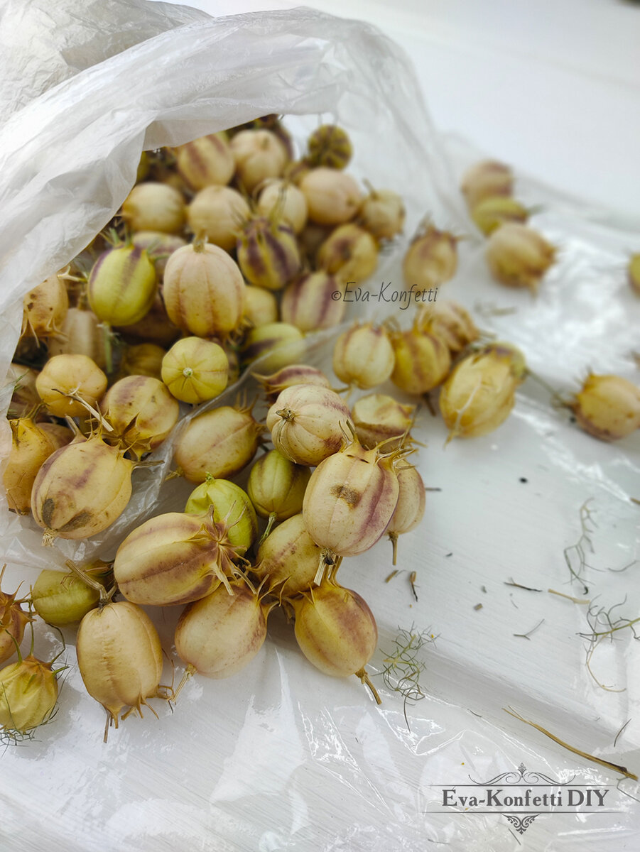 Коробочки Нигеллы.