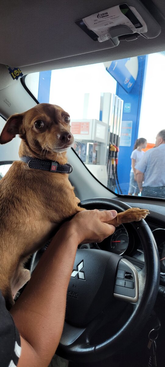 Фото сделано владельцем канала.