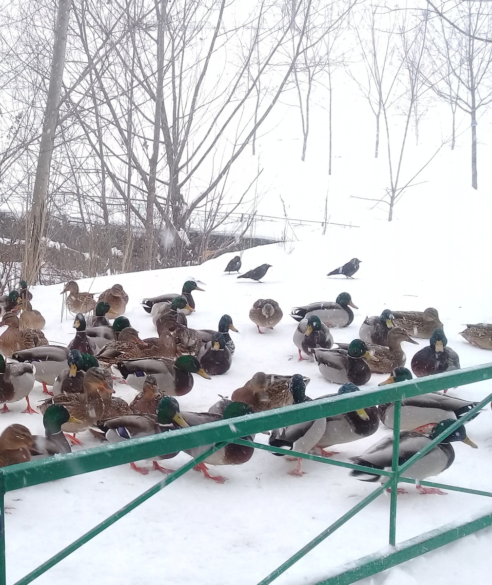 Множество видов уток