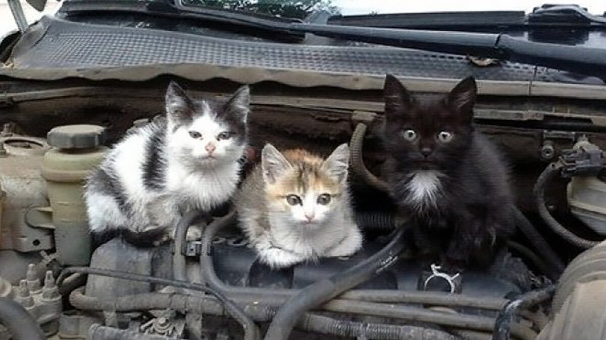 источник фото: koshkavetra.ru