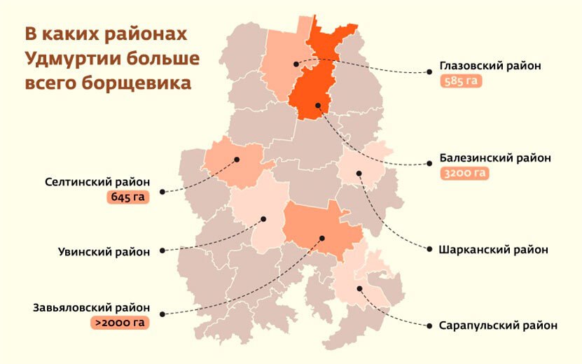  В этих районах Удмуртии больше всего борщевика