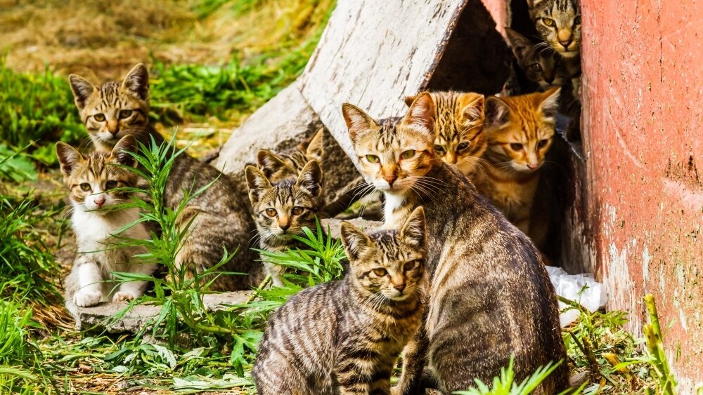    Фото: Shutterstock