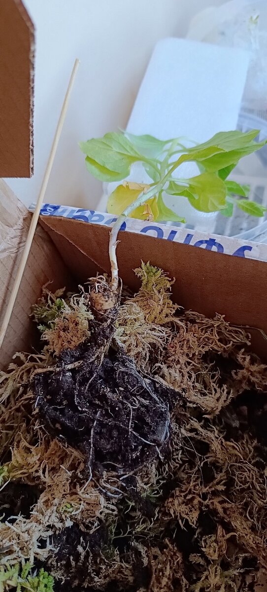  Пузырница физалисовая (Physochlaina physaloides)
