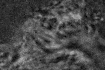     Реснички в мышиной трахее работают штатно Hiroko Saito et al. / Molecular Biology of the Cell, 2021