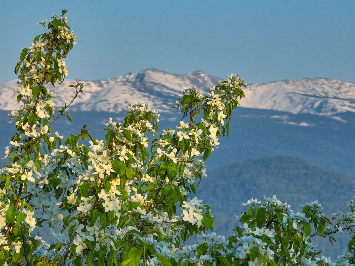 
Изумрудная зелень и дурманящие ароматы цветущих яблонь над Яйлинской террасой.