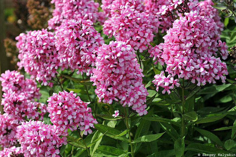 Флокс Miss Ellie. Высота 80 см, цветок 2,5 см. Лепестки звездчатых цветков скручены, поэтому очень плотные округло-конические соцветия весьма рельефны. Тепло-розовые цветки украшает яркиймалиновый глазок. Очень эффектный и необычный сорт.