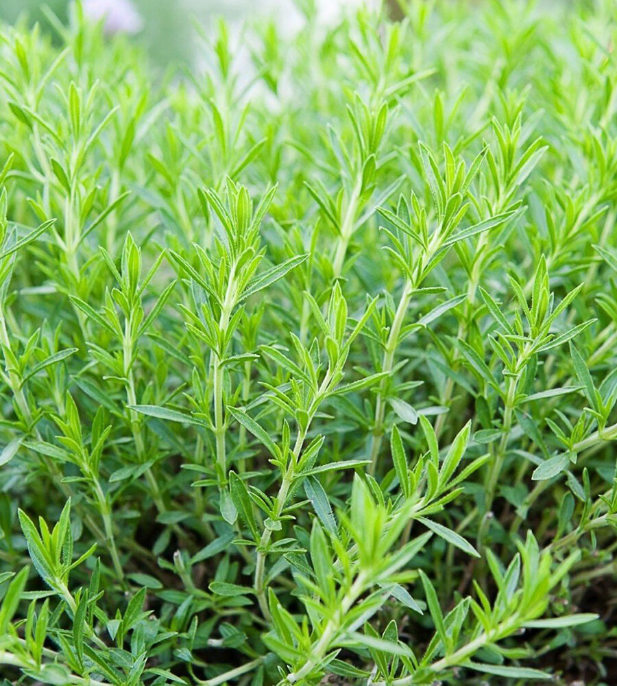 Тархун (Artemisia dracunculus) - это травянистое растение, которое обладает характерным ароматом и используется в кулинарии.