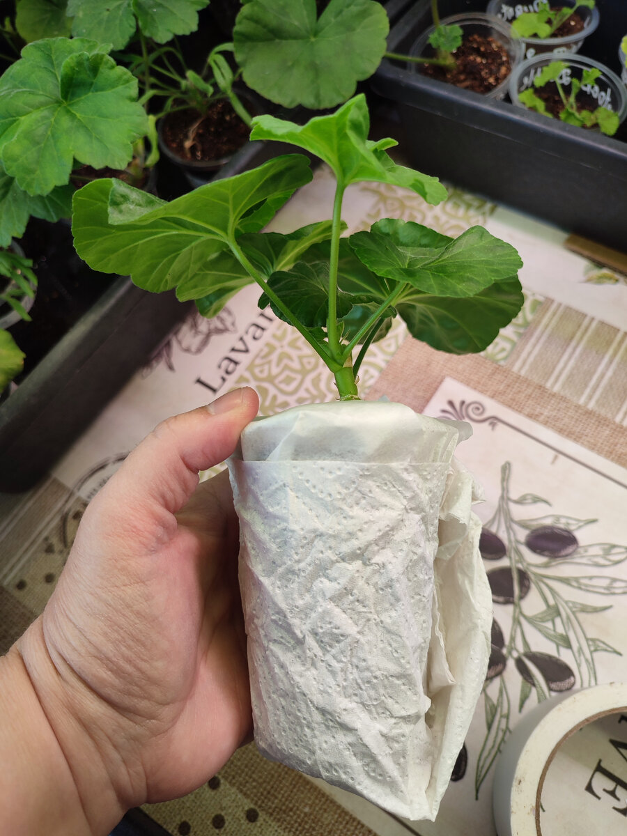 Дальше слой бумажных полотенец (туалетной бумаги)