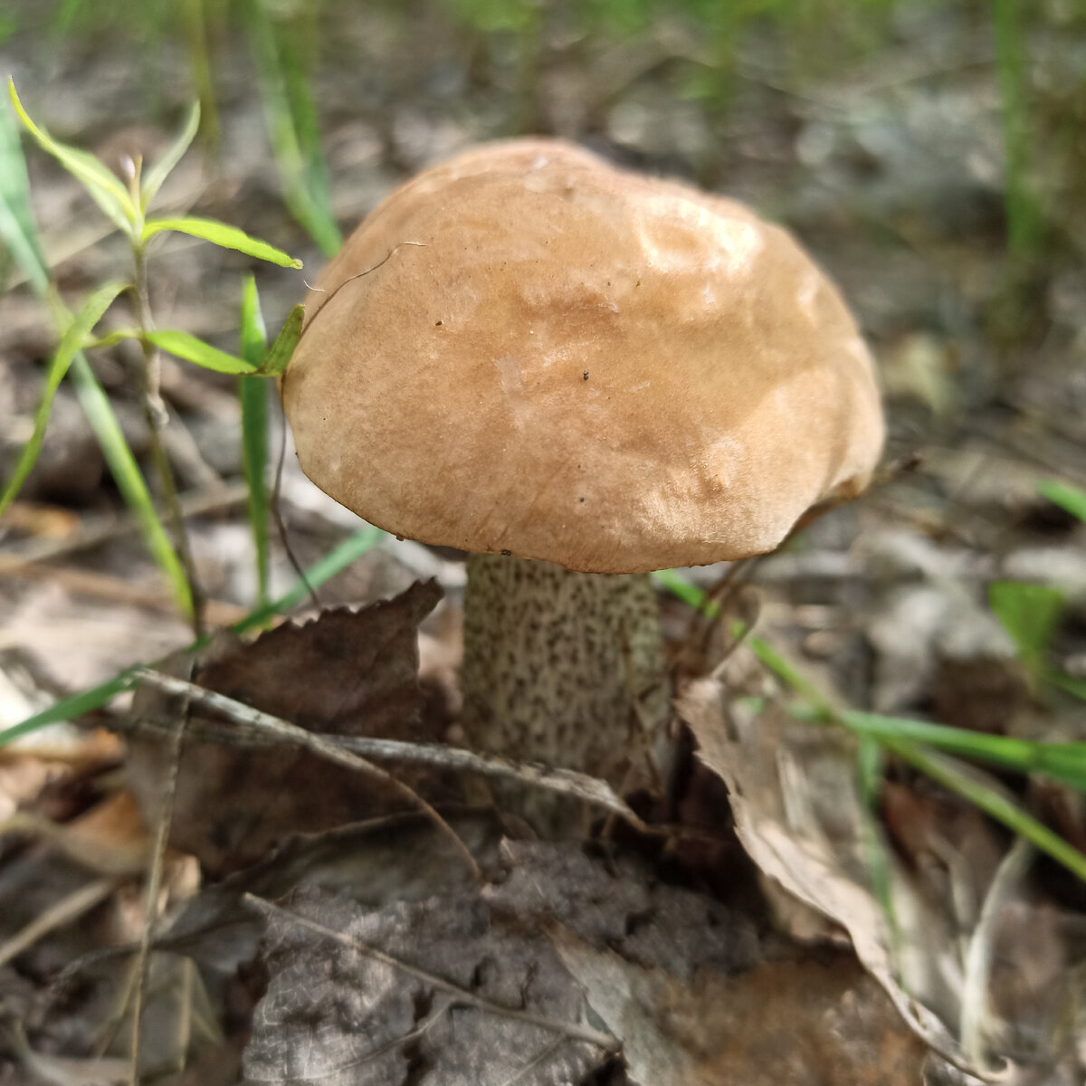 Жуткие грибы - 68 фото