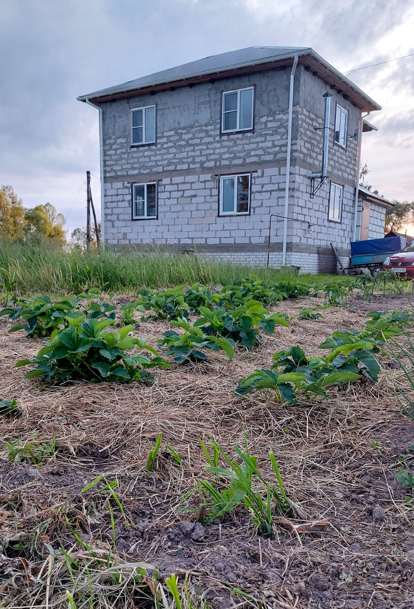 Клубнику замульчировали сеном, и глазу стало приятнее смотреть, и ягоды все видно