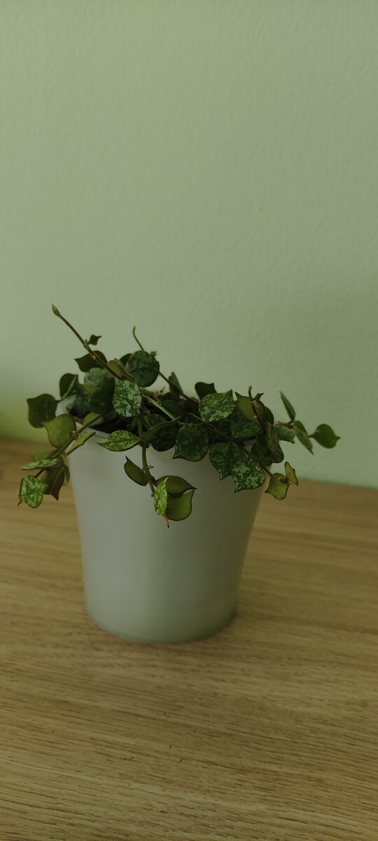 Вот такая шапочка начала формироваться над горшком