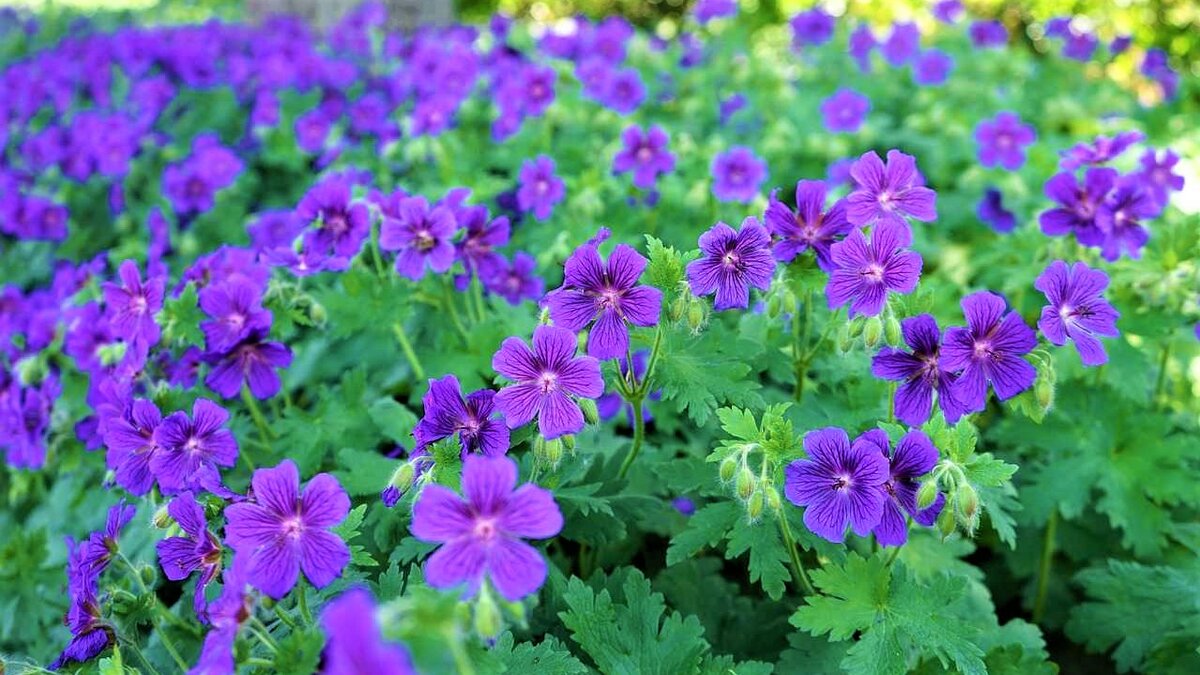 Красивые цветы, которые со временем вытеснят сорняки! | GardenLife | Дзен