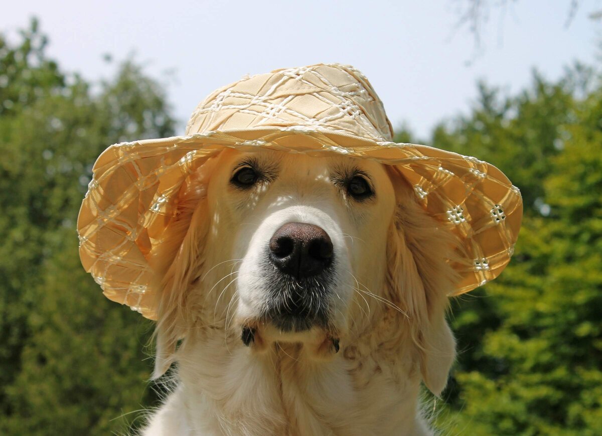 Ничего особенного, а просто собаки со шляпами на голове | Собачий вестник |  Дзен