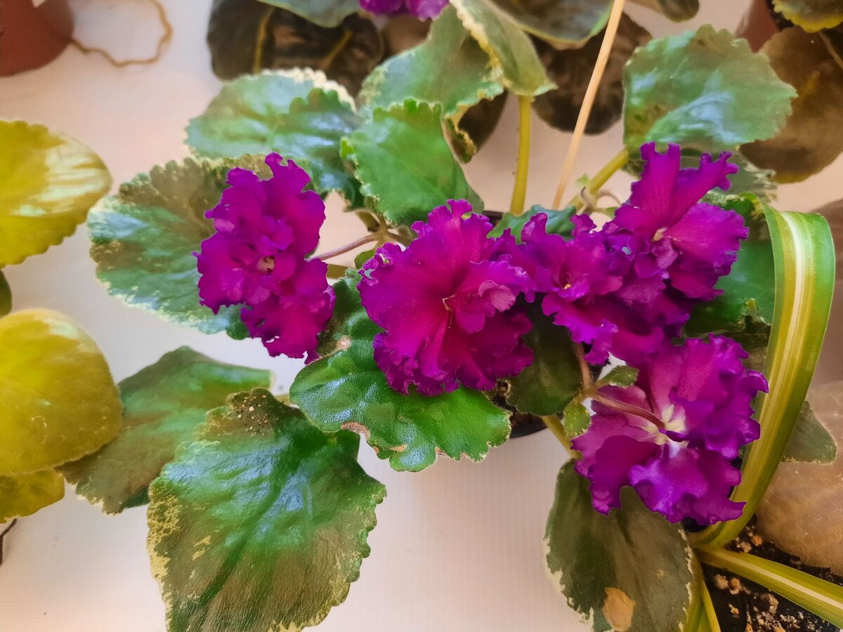 На выставке мне сказали, что так будет цвести моя фиалка, когда вырастет.