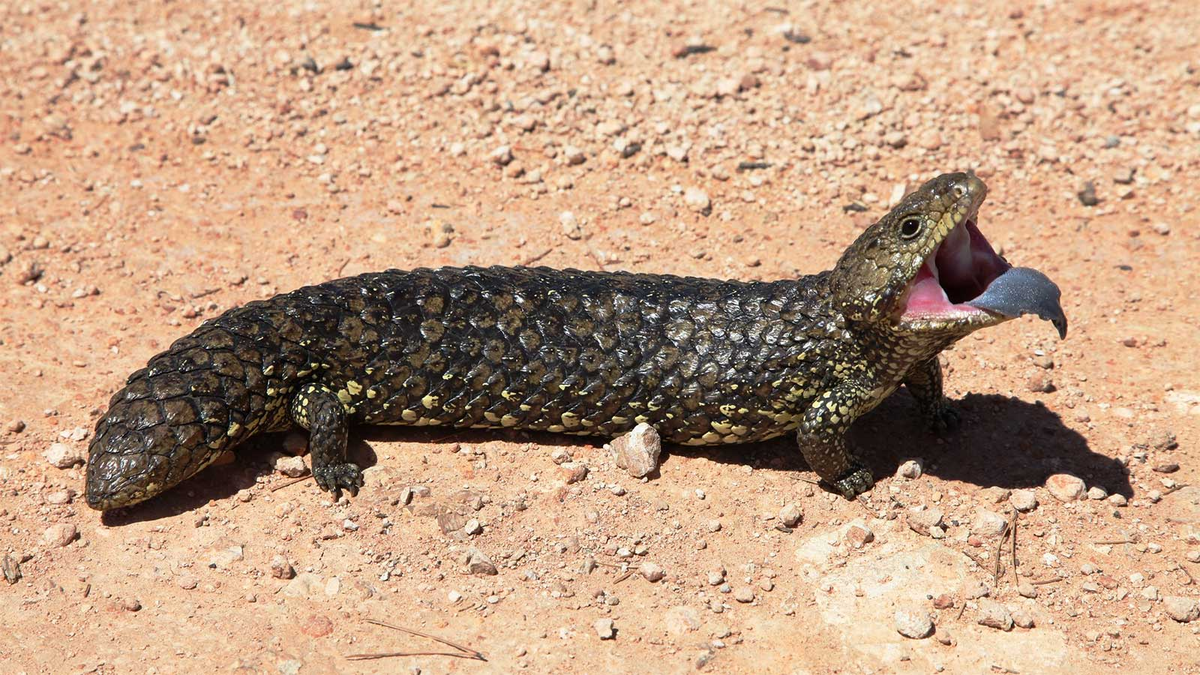 Современный короткохвостый сцинк