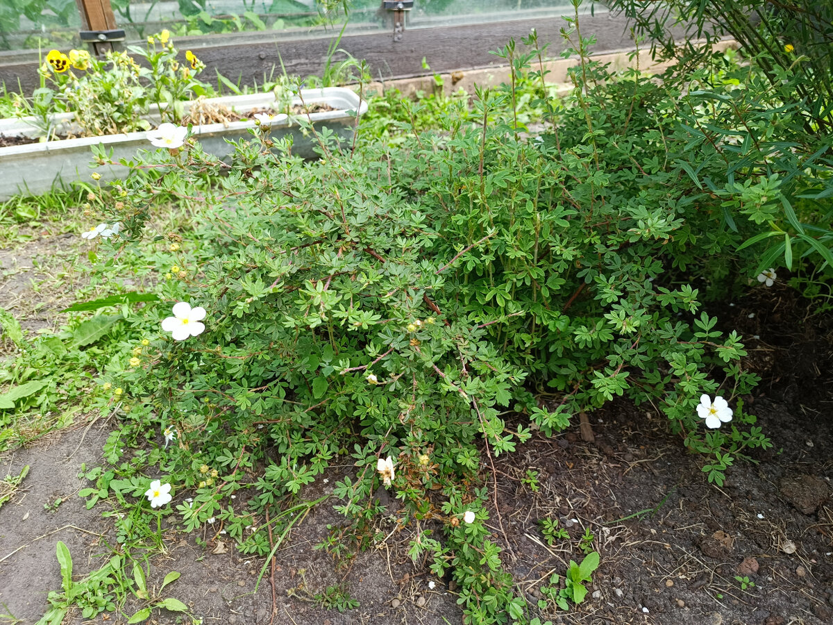 Цветет белыми цветочками и стелящийся мне кажется кустарник будет .