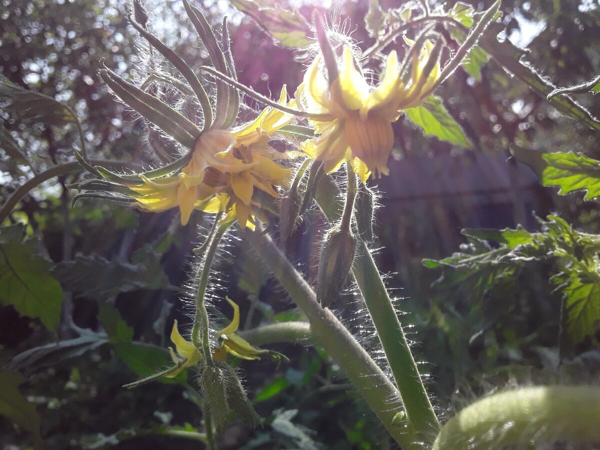 Цветы помидора в закатном солнце