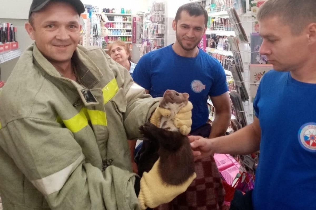    В магазине косметики в Славянском районе куница устроила погром