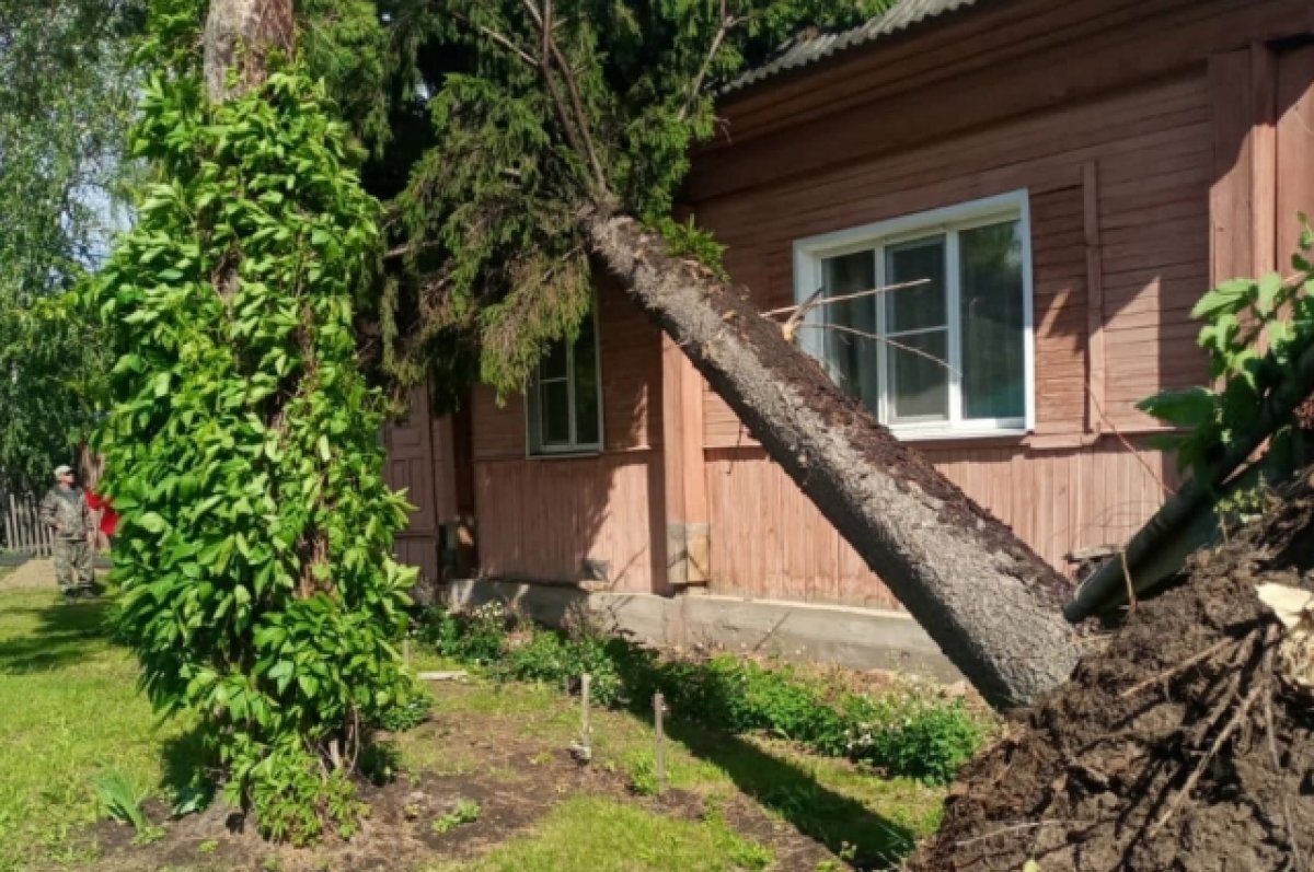    В Омской области сильный ветер выкорчёвывает деревья