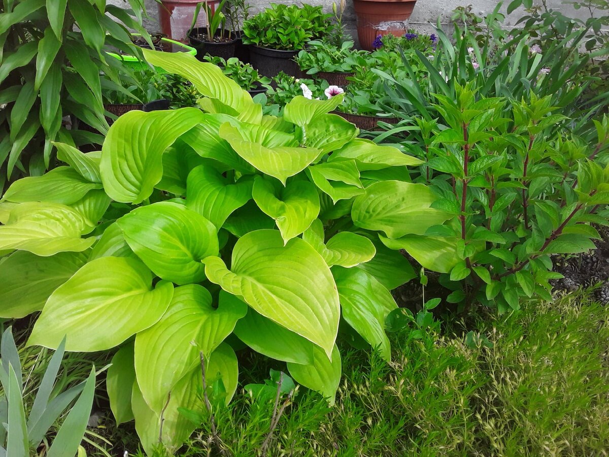 Горшки контейнерного сада прячутся за кустами