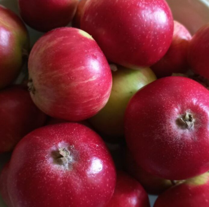 Яблоки сверкают заманчиво ( галерея автора) 