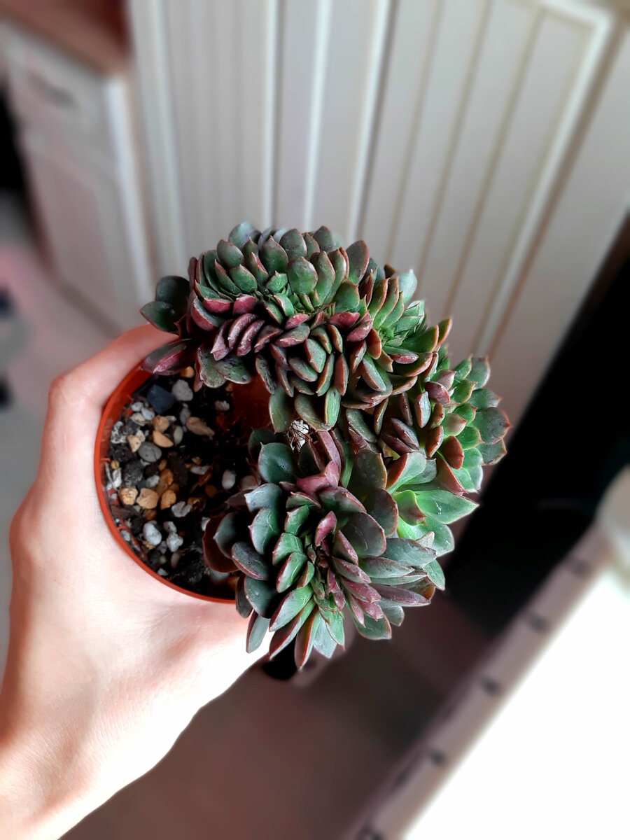 E.emerald isle кристатный