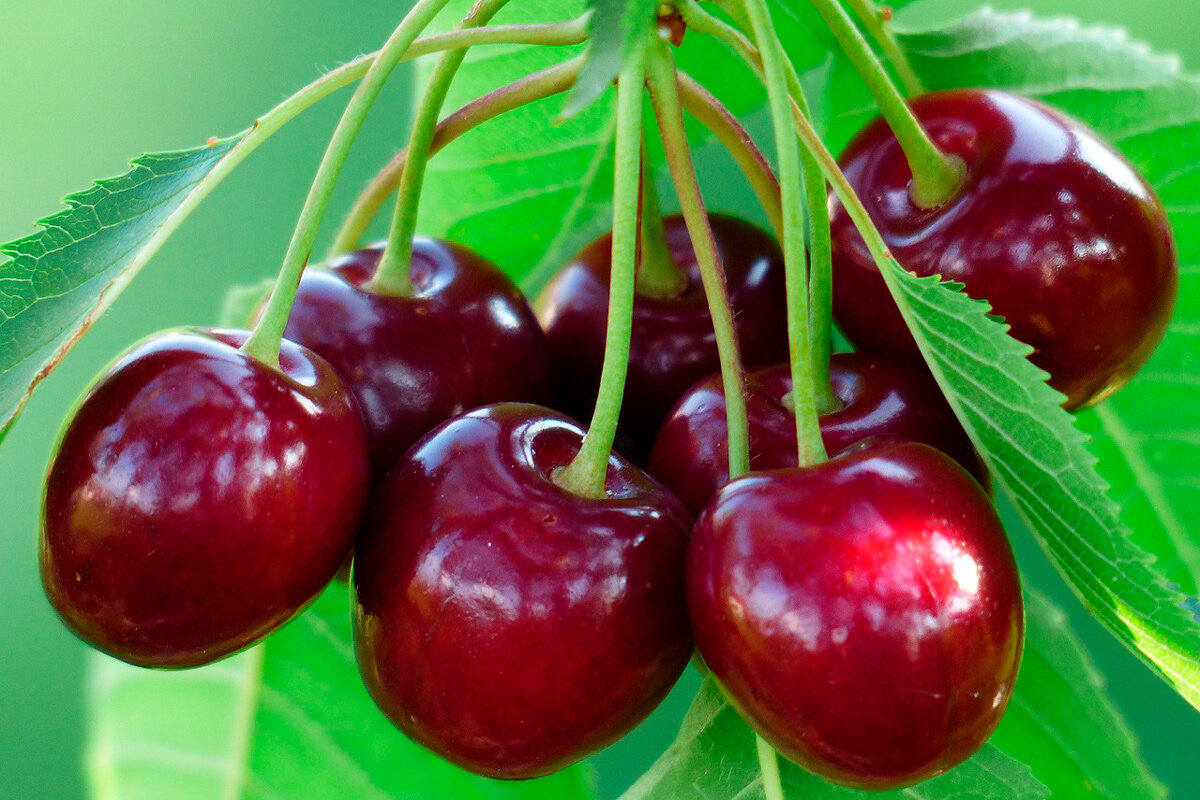    Фото: Hans / Pixabay.com